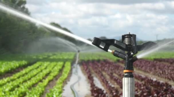 Irrigation System Works Field Sprinkles Water Soil Good Harvest Sprinkler — ストック動画