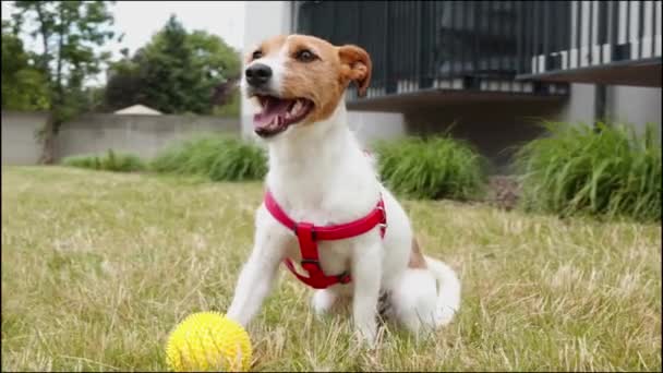 Paseos Perros Jardín Juego Mascotas Con Bola Juguete Aire Libre — Vídeo de stock