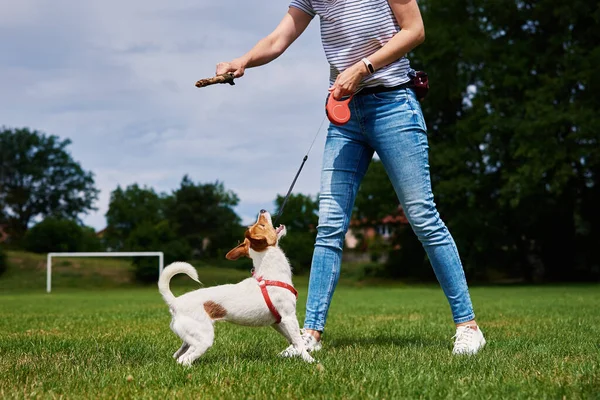 Owner Playing Dog Green Field Woman Training Her Dog Pet — Stockfoto