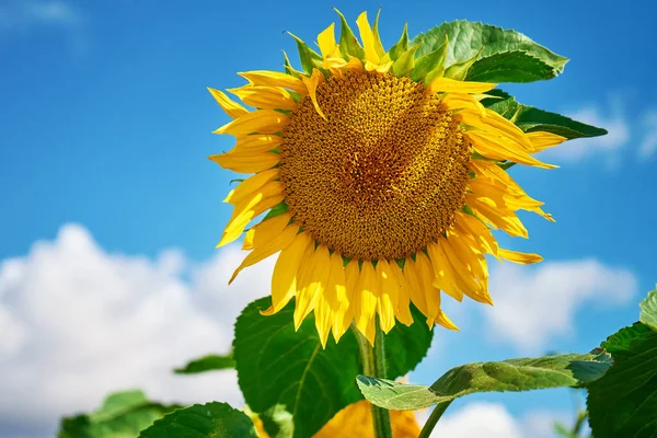 Blooming Sunflowers Field Summer Day Yellow Sunflower Head Blue Sky — 图库照片