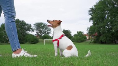 Sahibi yeşil tarlada köpekle oynuyor, kadın köpeğini eğitiyor, evcil hayvan sahibi ile dışarıda dolaşırken ikramda bulunuyor.