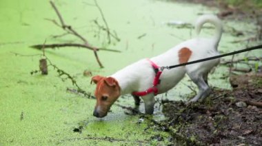 Pis köpek bataklıktan bir sopa alır, su birikintisinde ıslak bir hayvan.