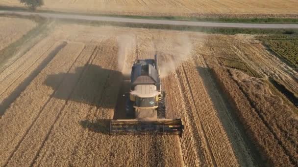 Vista Aérea Ceifeira Coletando Campo Trigo Dourado Máquina Colheita Trabalhando — Vídeo de Stock