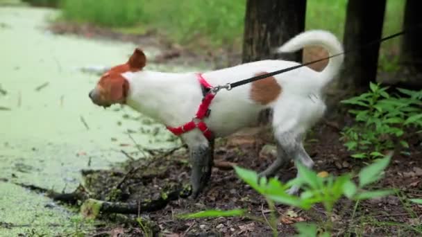 Dirty Dog Gets Stick Out Swamp Wet Pet Puddle — Stok video