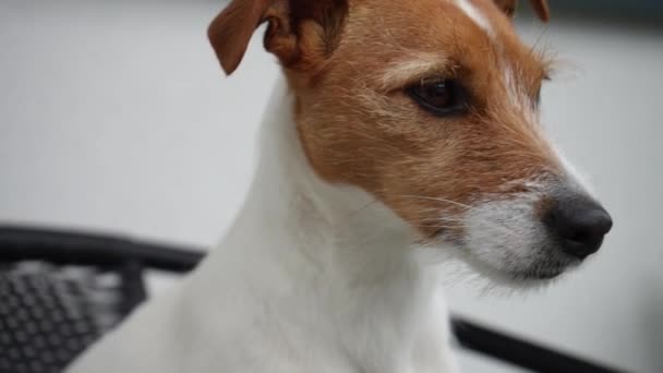 Super Slow Motion Dog Head Jack Russell Terrier Portrait Outdoors — Stock video