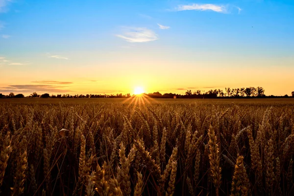 Golden Field Ripe Wheat Ears Sunset Food Crisis World Hunger — Foto Stock