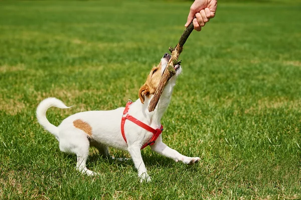 Tulajdonos Játszik Kutyával Zöld Mezőn Képzés Kutyája Kisállat Harap Bot — Stock Fotó