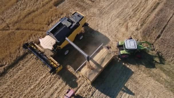 Combine Harvester Pours Grain Back Tractor Wheat Field Harvesting Machine — Vídeos de Stock