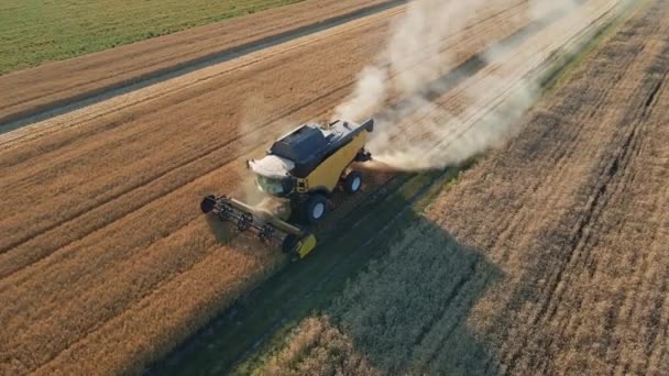 Vista Aerea Mietitrebbia Raccolta Campo Grano Dorato Raccolta Macchina Che — Video Stock