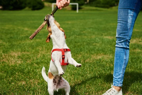 Owner Playing Dog Green Field Woman Training Her Dog Pet — ストック写真