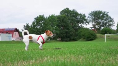Owner playing with dog at green field, Woman training her dog, Pet asking treats while walking with owner outdoors