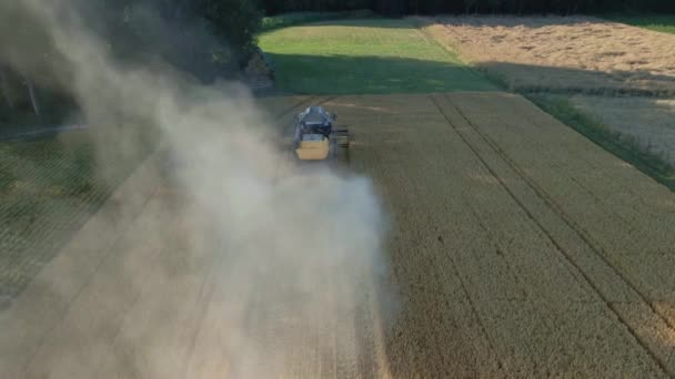 黄金の小麦畑を収集する収穫機 農業分野で働く収穫機 収穫期を組み合わせることの空中ビュー — ストック動画