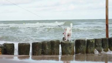 Dog walking at sea beach, have fun in water and run away from waves, Active traveling with dog