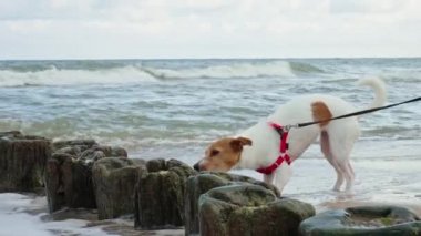 Dog walking at sea beach, have fun in water and run away from waves, Active traveling with dog