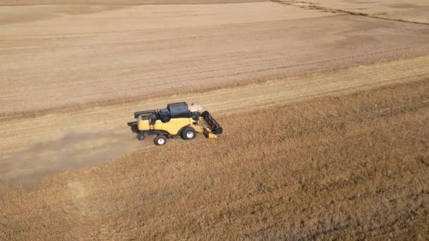 Повітряний Вид Комбайн Збирає Золоті Пшеничні Поля Збиральна Машина Працює — стокове відео
