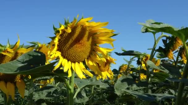 Blooming Sunflowers Field Summer Day Yellow Sunflower Head Blue Sky — Vídeos de Stock