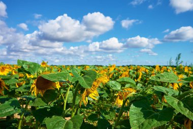 Yaz gününde çiçek açan ayçiçeği tarlası. Mavi gökyüzüne karşı sarı ayçiçeği başı. Ayçiçeği yağı üretimi için olgunlaşan hasat