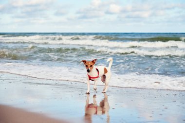 Dog walking at sea beach, have fun in water, Active traveling with dog