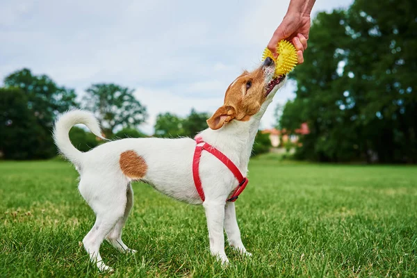 Woman Playing Pet Park Happy Jach Russell Terrier Dog Walking — ストック写真