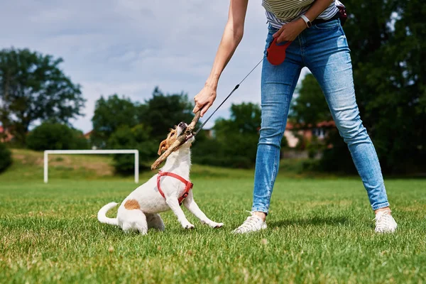 Owner Playing Dog Green Field Woman Training Her Dog Pet — Foto Stock