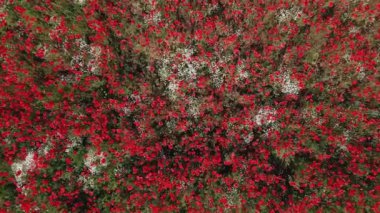 Yeşil tarlada açan kırmızı gelincik çiçekleri, üst manzara. Yazın güzel doğal manzaranın havadan görünüşü