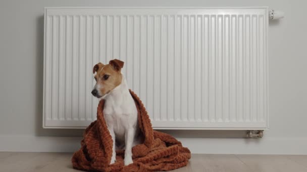 Dog Freezing Living Room Winter Season Pet Sit Heating Radiator — Vídeo de Stock