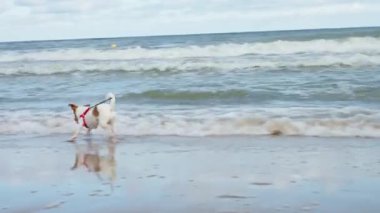 Dog walking at sea beach, have fun in water and run away from waves, Active traveling with dog