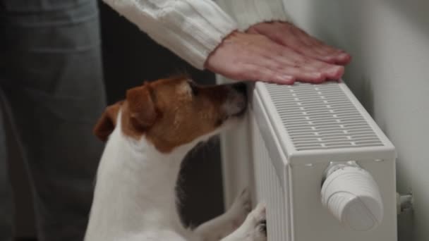 Woman Dog Adjusting Temperature Heating Radiator Energy Crisis Concept Europe — стокове відео
