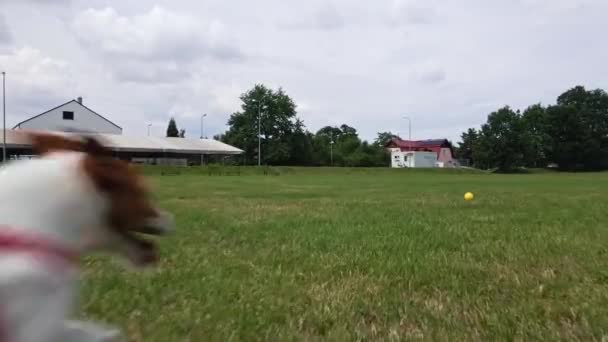 Dog Running Grass Field Playing Ball — Vídeos de Stock