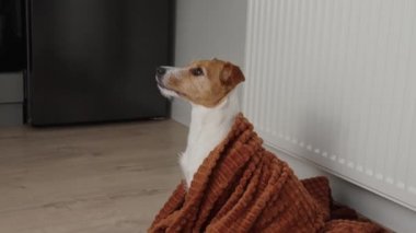 Dog freezing in living room in winter season, Pet sit near heating radiator under blanket to keep warm, Rising costs in private households due to energy crisis and inflation
