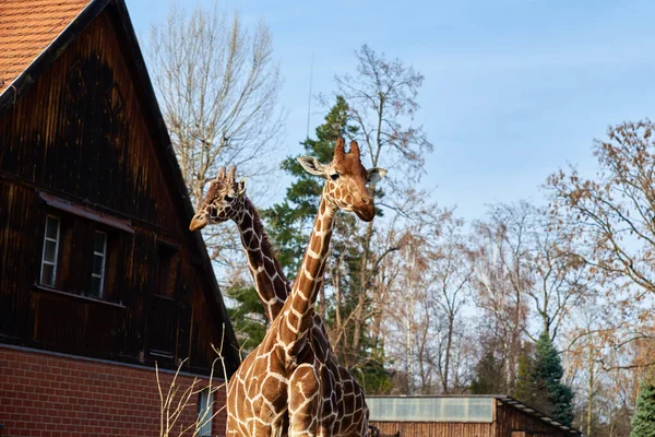 Жирафы Гуляют Птичнике Вроцлавском Зоопарке — стоковое фото