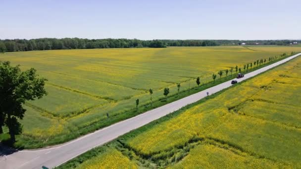 农民拖拉机通过开花的菜籽田 在乡间道路上行驶 乡村夏季景观的远景规划 — 图库视频影像