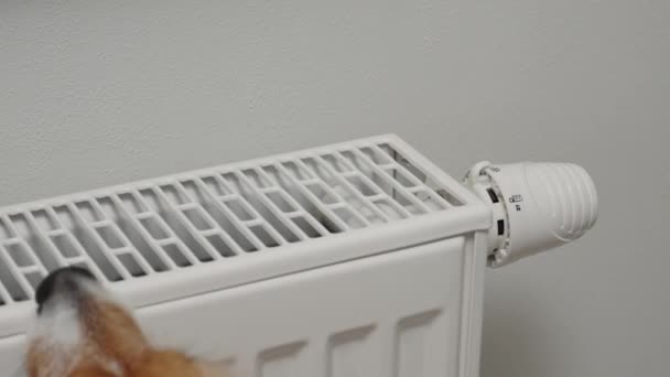 Woman Dog Adjusting Temperature Heating Radiator Energy Crisis Concept Europe — 图库视频影像