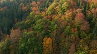 Güzel sonbahar ormanı üzerinde İHA uçuşu. Ormandaki renkli ağaçların arka planı, gökyüzü manzarası