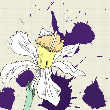 Narcissus çizim, çizim vektör