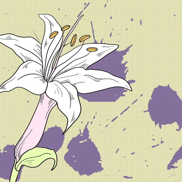 Рисунок лилии, векторная иллюстрация — стоковый вектор