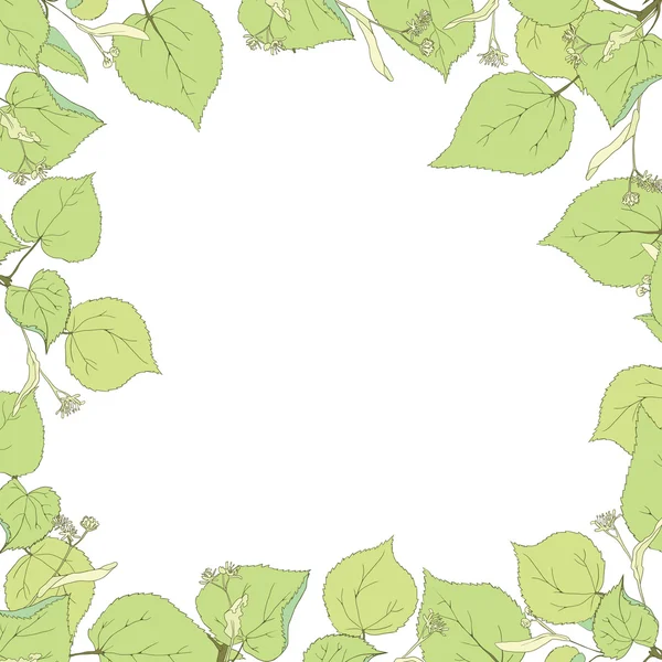 Feuilles, branches et fleurs de tilleul — Image vectorielle