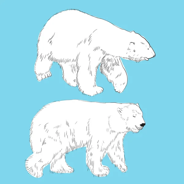 Set of linear drawing polar bears — Stock Vector