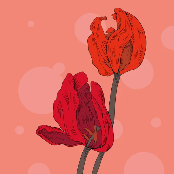 Duas flores de tulipas —  Vetores de Stock