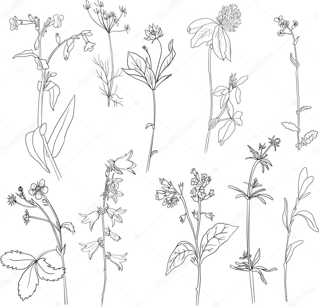 Set of line drawing herbs