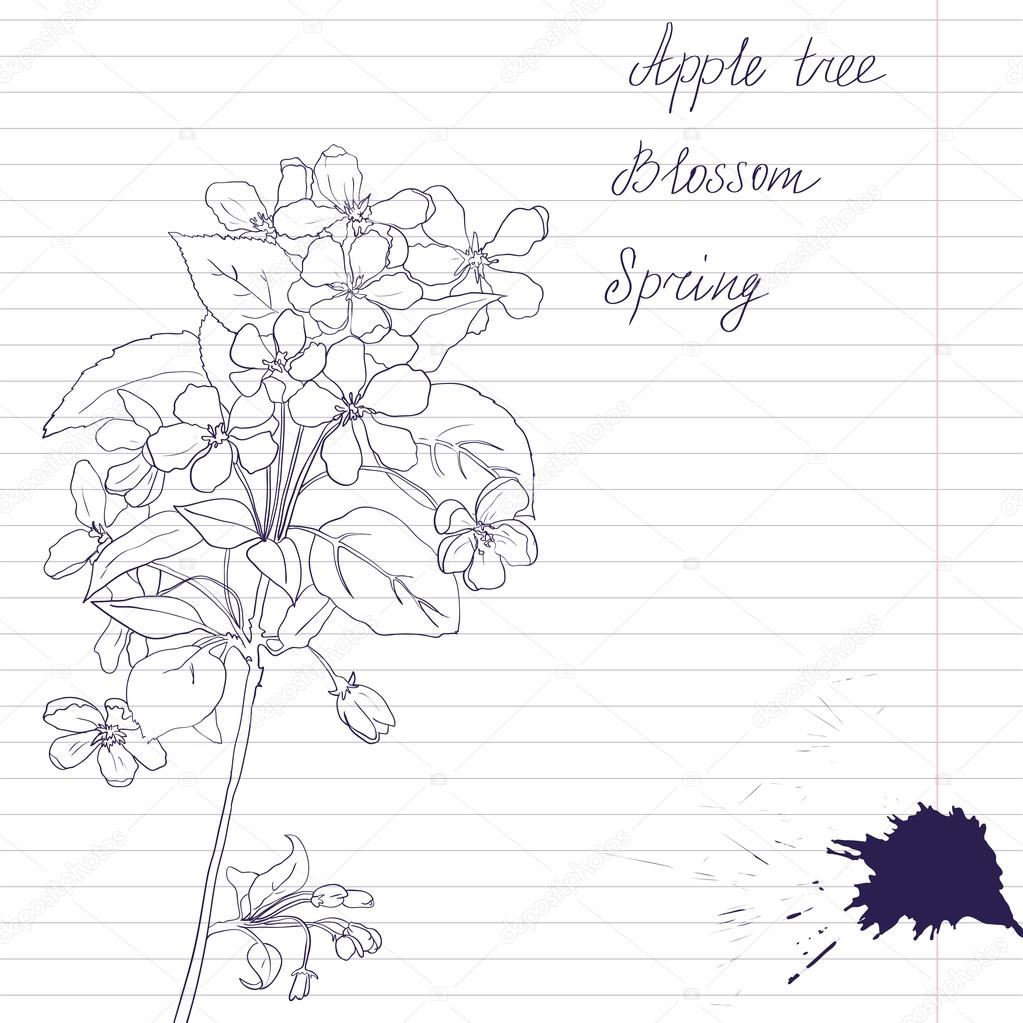 Ink drawing of apple tree branch with flowers and leaves, vector illustration