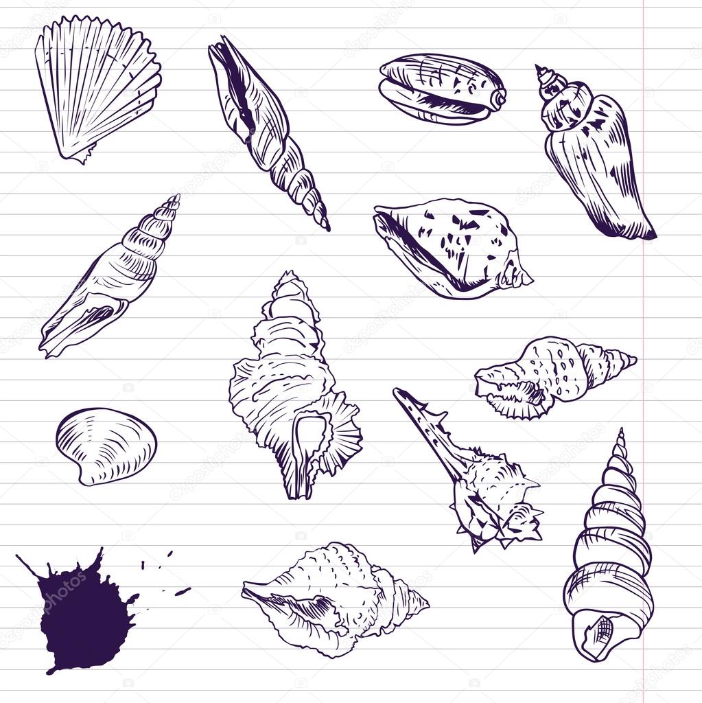 Ink drawing of shells, vector illustration