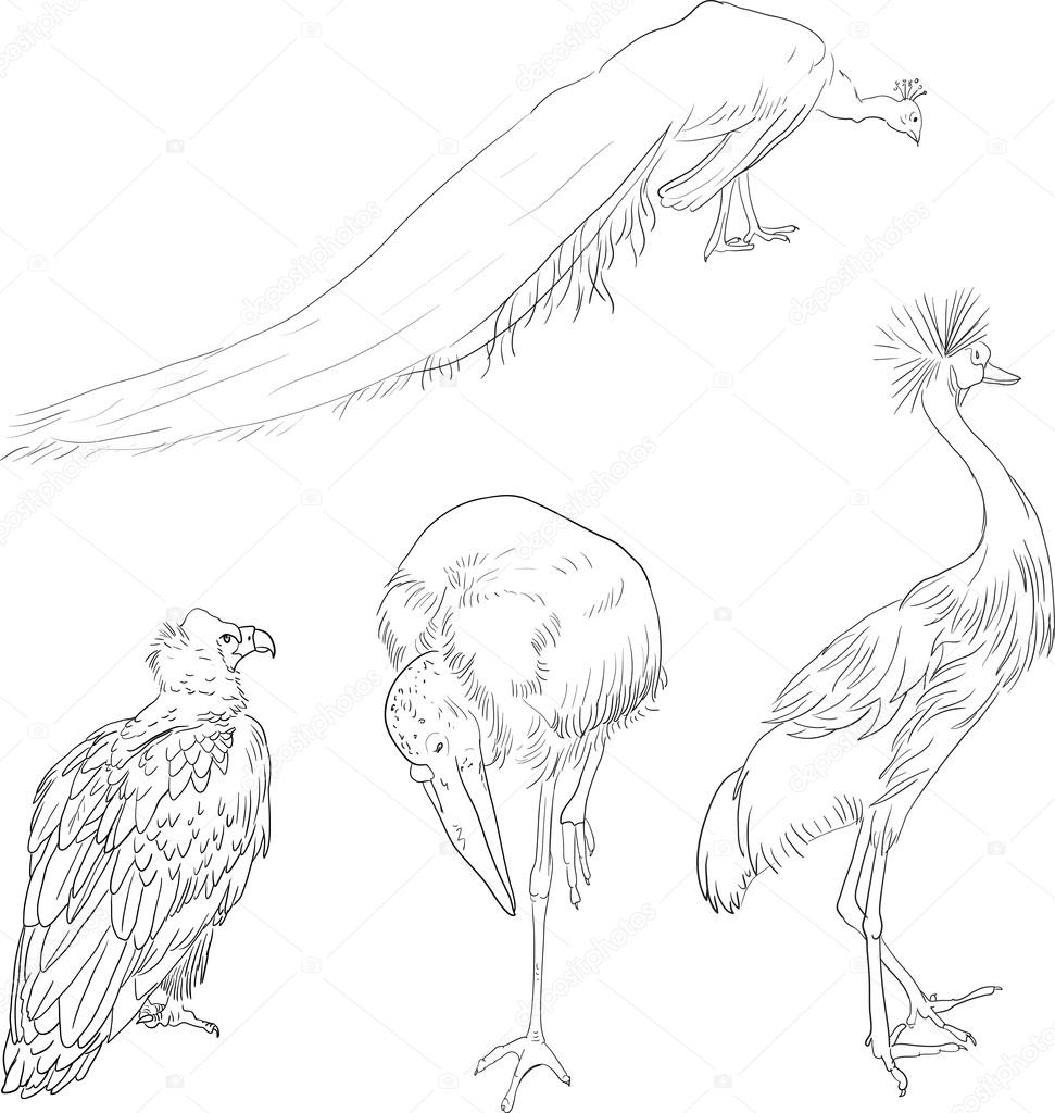 Linear drawing birds