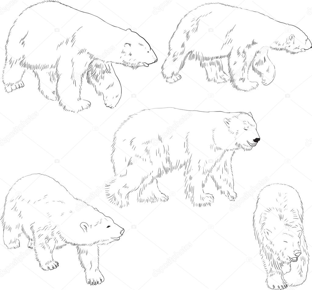 Set of linear drawing polar bears