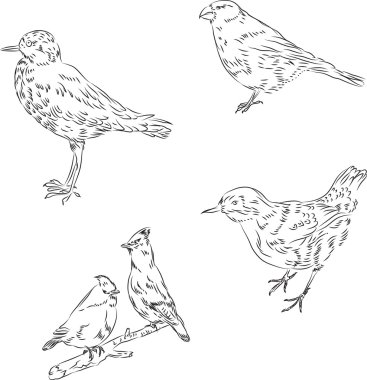 Doğrusal çizim kuşlar, woodcock İpekkuyruk, çaprazgaga