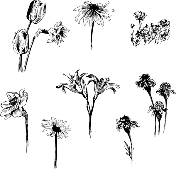 Set of ink drawing flowers Royalty Free Stock Vectors