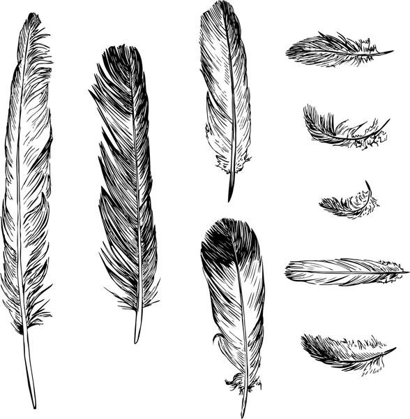 Conjunto de diferentes plumas — Vetor de Stock