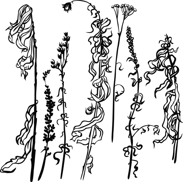 Serie di erbe di disegno di linea — Vettoriale Stock