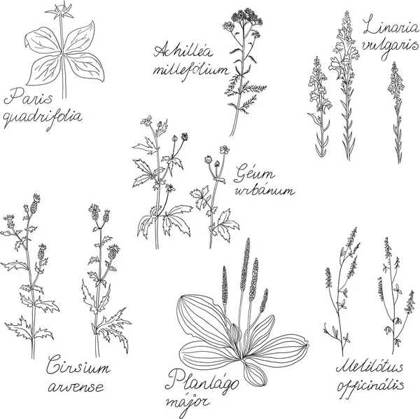 Conjunto de hierbas de dibujo de línea con nombres latinos — Archivo Imágenes Vectoriales