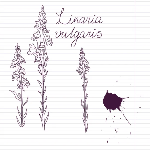 Ink drawing herbs with Latin names Stock Vector Image by ©cat_arch